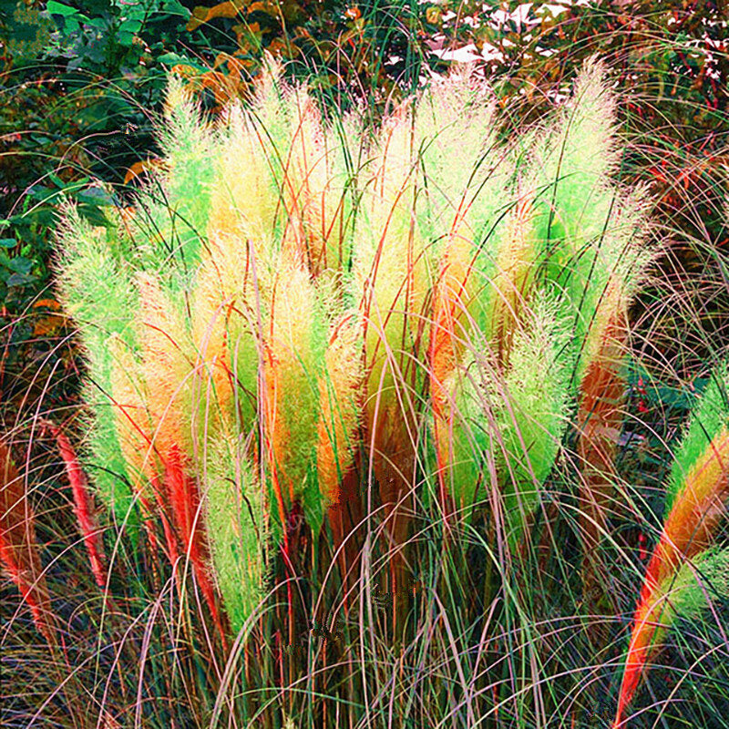 Rainbow Pampas Grass Seeds 200 Count For Gardens And Balconies