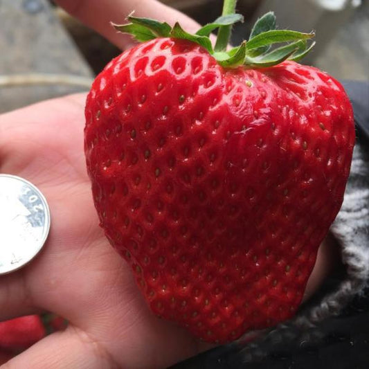 Super Strawberry Fruit Seeds