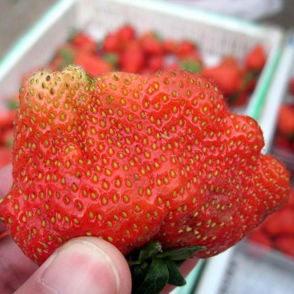 Super Strawberry Fruit Seeds
