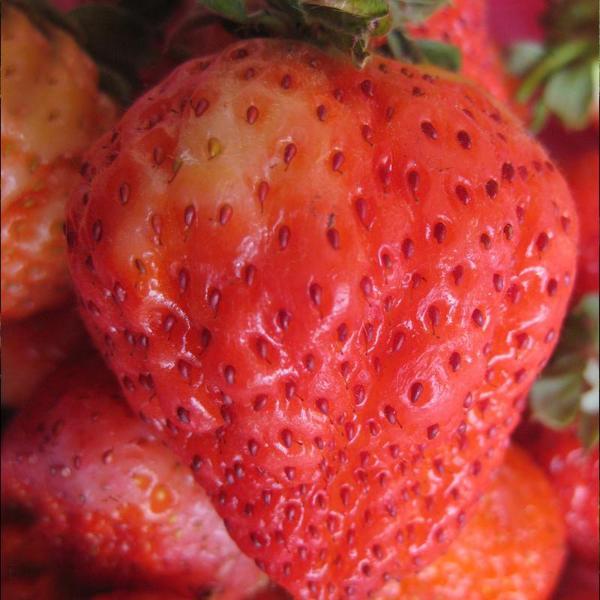 Super Strawberry Fruit Seeds