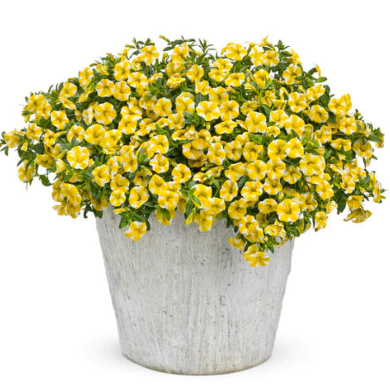 Lemon Slice Calibrachoa Petunia Seeds