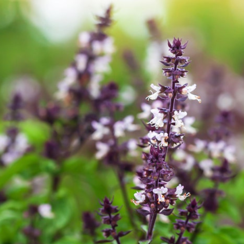 Holy Basil Tulsi Heirloom Herb Seeds