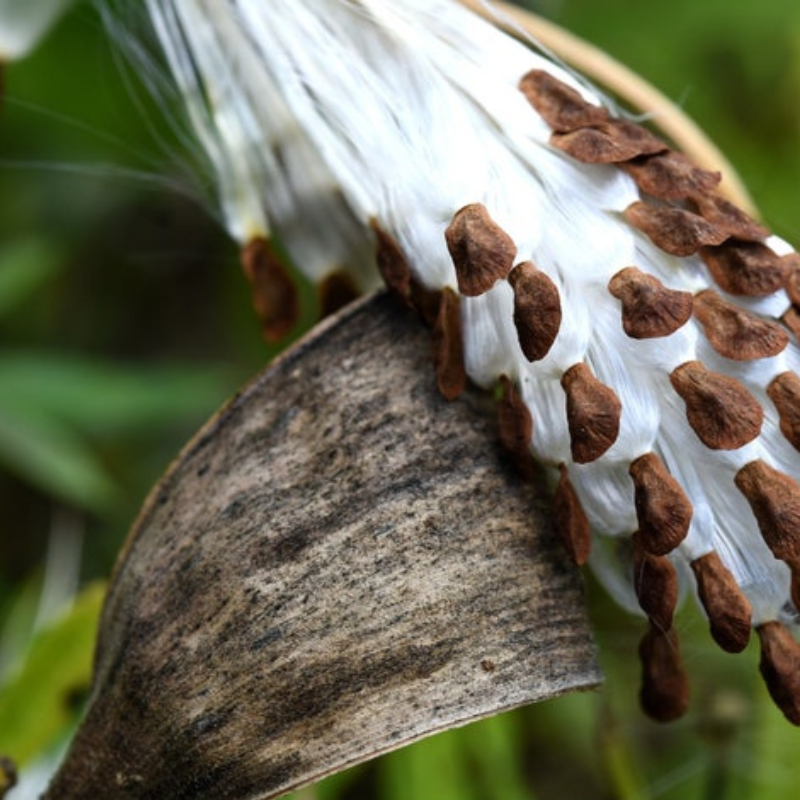 Butterfly Milkweed Seeds