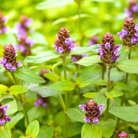 Self Heal Seeds Heirloom Seeds