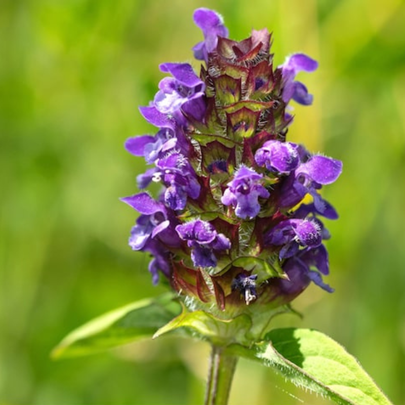 Self Heal Seeds Heirloom Seeds