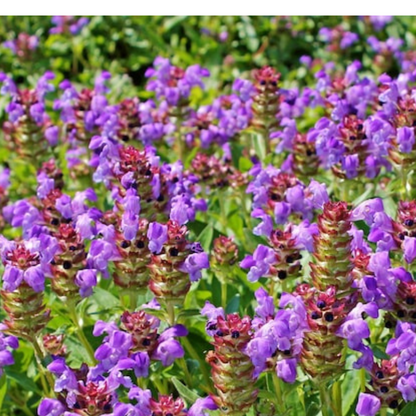 Self Heal Seeds Heirloom Seeds