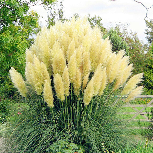 Rainbow Pampas Grass Seeds 200 Count For Gardens And Balconies