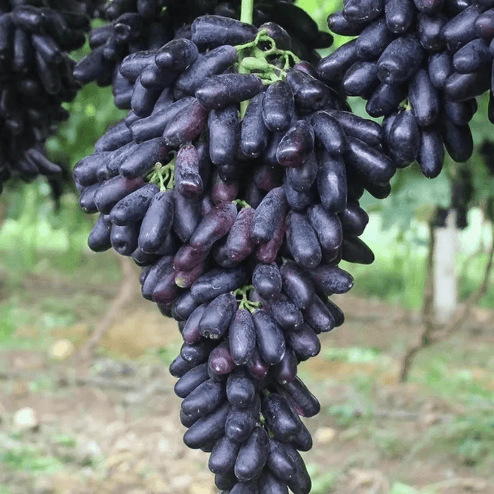 Seasonal Grape Plant Seeds For Gardening