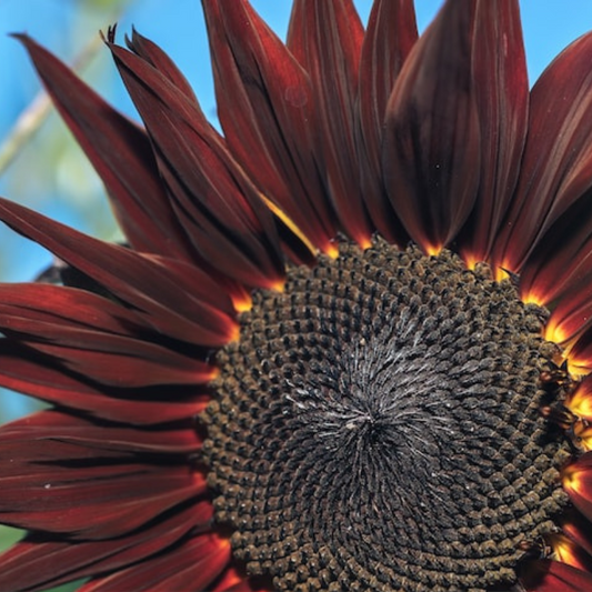 Chocolate Cherry Sunflower Seeds