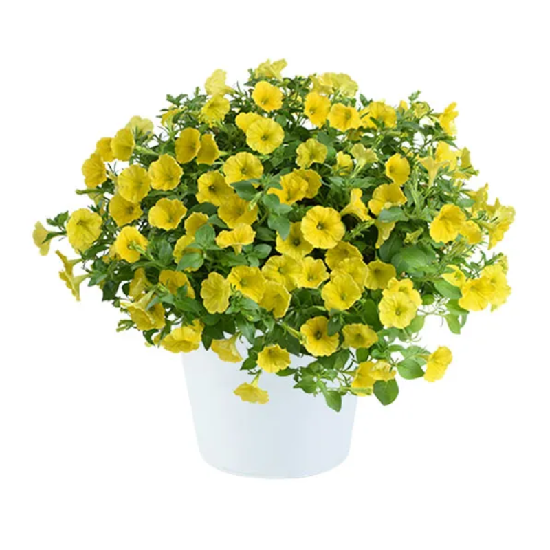 Lemon Slice Calibrachoa Petunia Seeds