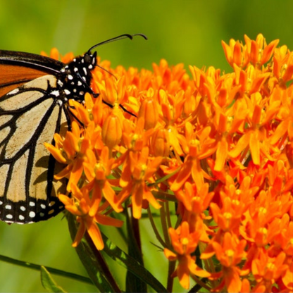 Butterfly Milkweed Seeds