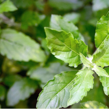 Holy Basil Tulsi Heirloom Herb Seeds