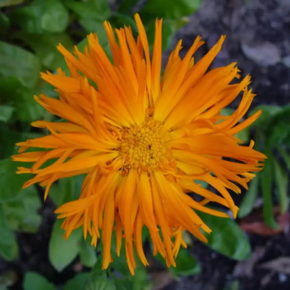 50 Marigold Pot Flower Seeds