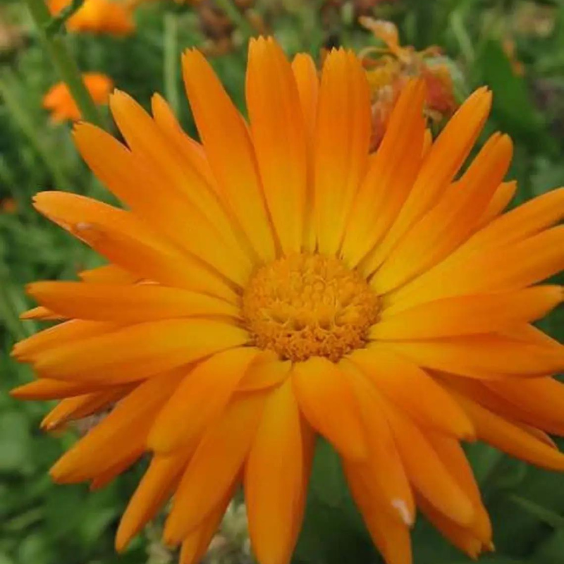 50 Marigold Pot Flower Seeds