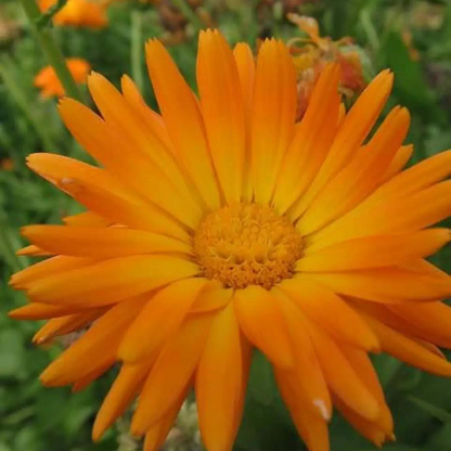 50 Marigold Pot Flower Seeds