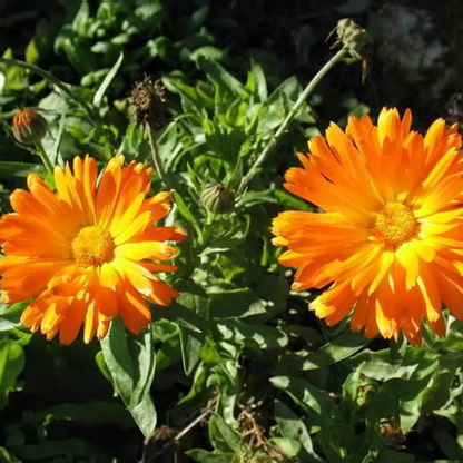 50 Marigold Pot Flower Seeds