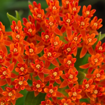 Butterfly Milkweed Seeds