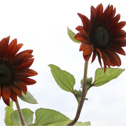 Chocolate Cherry Sunflower Seeds