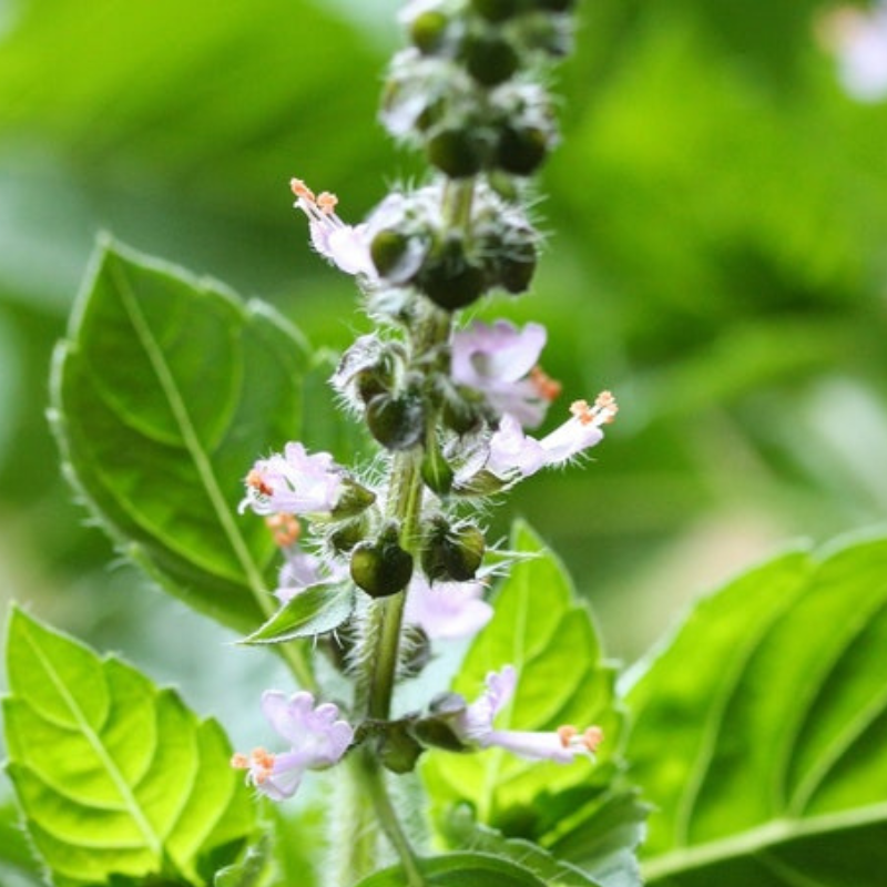 Holy Basil Tulsi Heirloom Herb Seeds