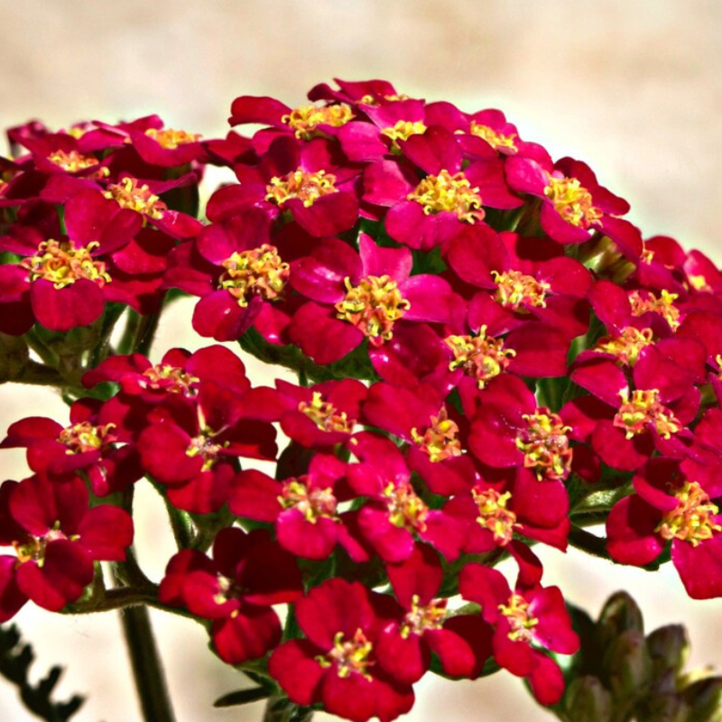 Red Yarrow Heirloom Seeds