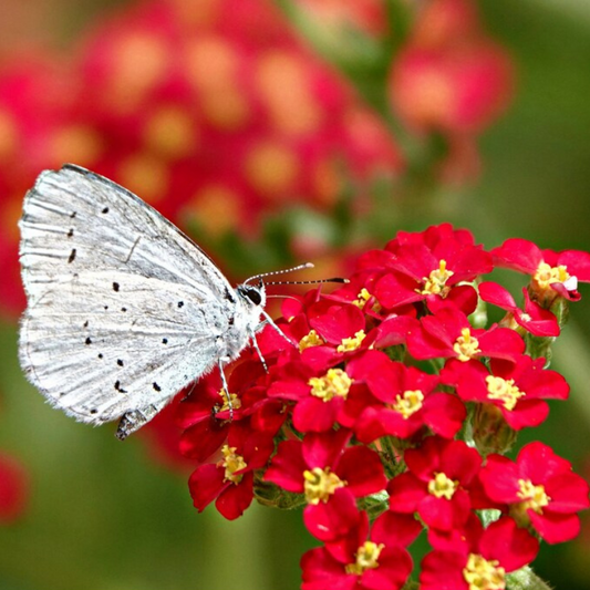 Red Yarrow Heirloom Seeds