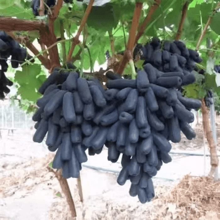 Seasonal Grape Plant Seeds For Gardening