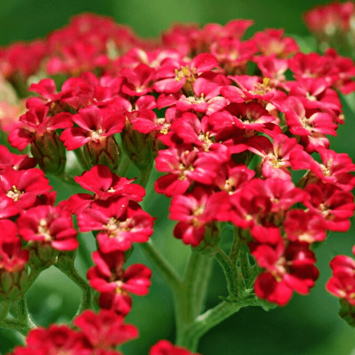 Red Yarrow Heirloom Seeds
