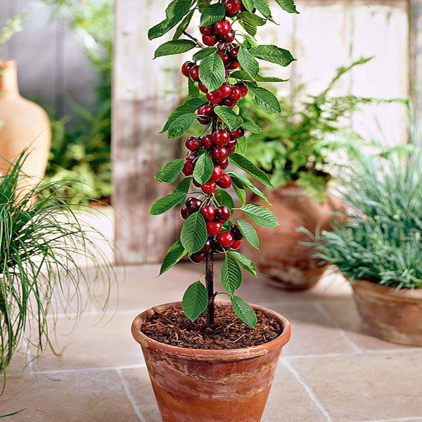 Rainier Cherry Fruit Seeds