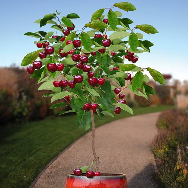 Rainier Cherry Fruit Seeds