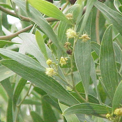 Acacia Melanoxylon Tree Seeds