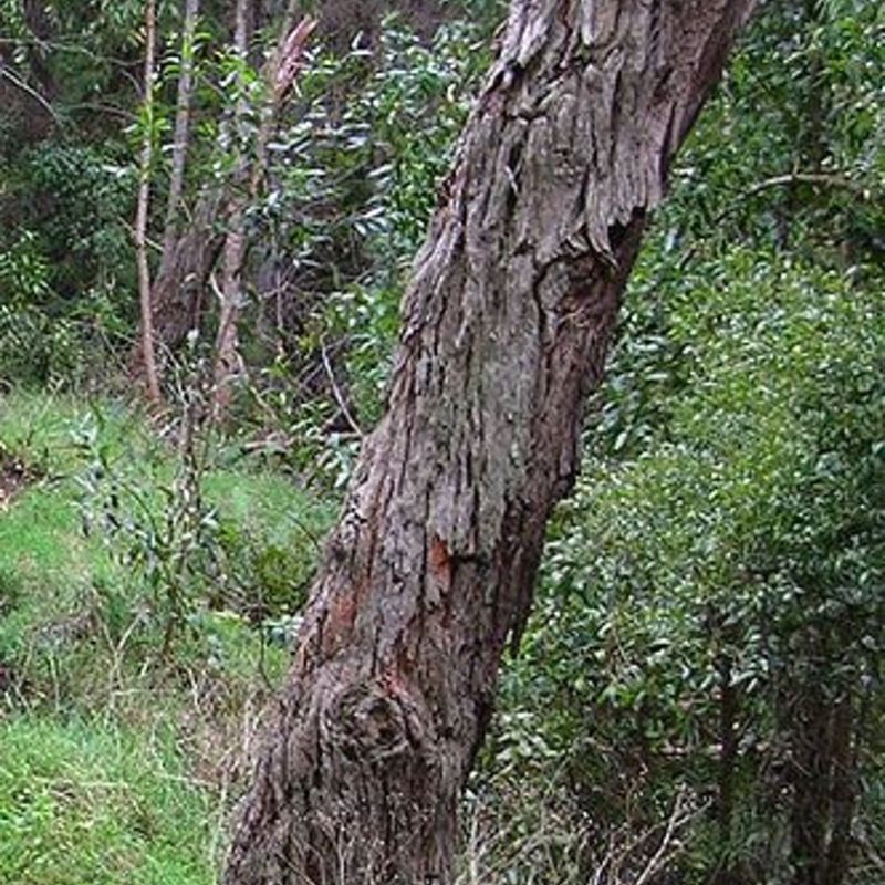 Acacia Melanoxylon Tree Seeds