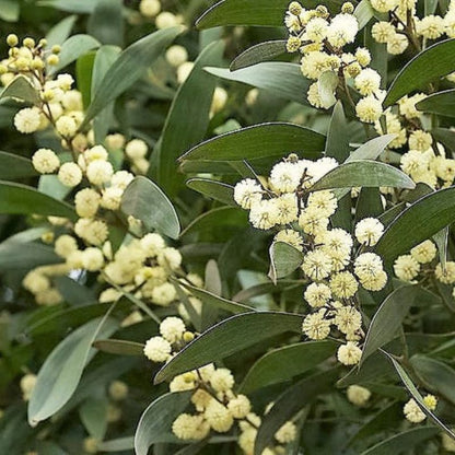 Acacia Melanoxylon Tree Seeds