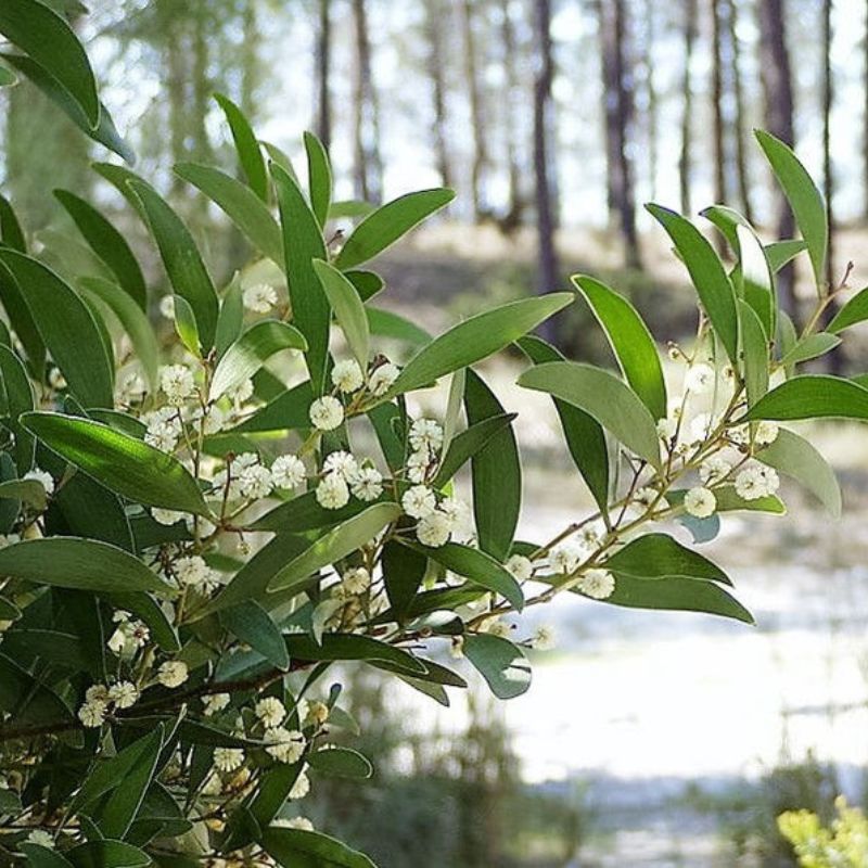 Acacia Melanoxylon Tree Seeds