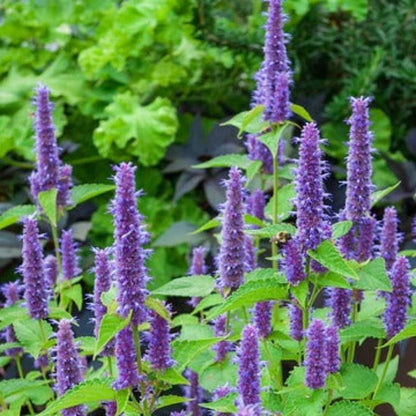 Agastache Foeniculum Herb Flower Seeds