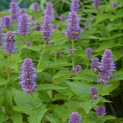 Agastache Foeniculum Herb Flower Seeds