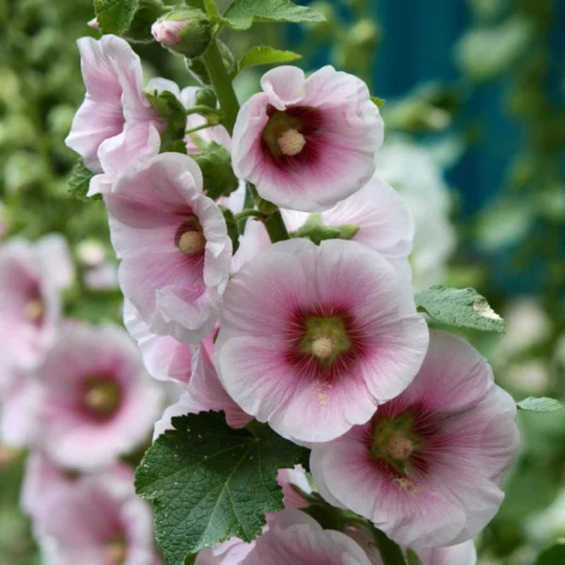 Alcea Rosea Hollyhock Flower Seeds