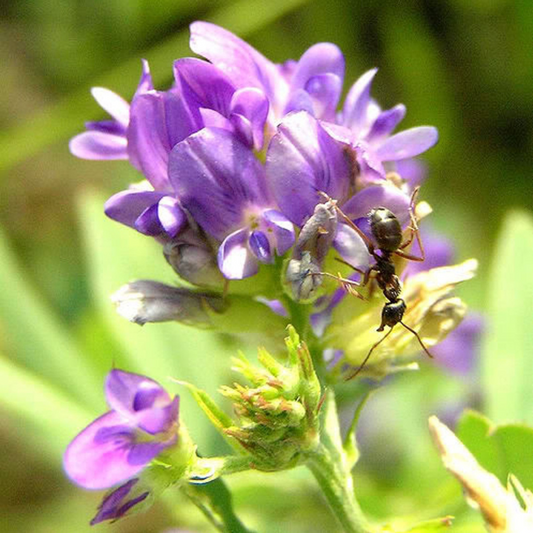 Alfalfa Ornamental Seeds