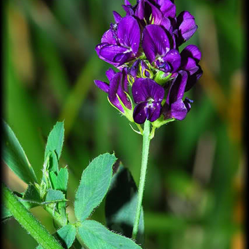 Alfalfa Ornamental Seeds