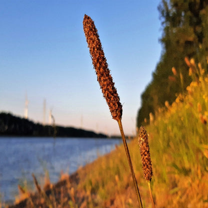 Alopecurus Arundinaceus Moist Grass Hay Seeds