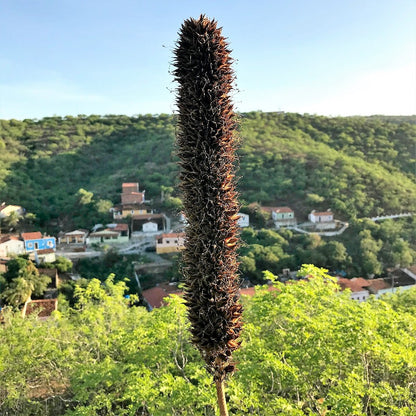 Alopecurus Arundinaceus Moist Grass Hay Seeds