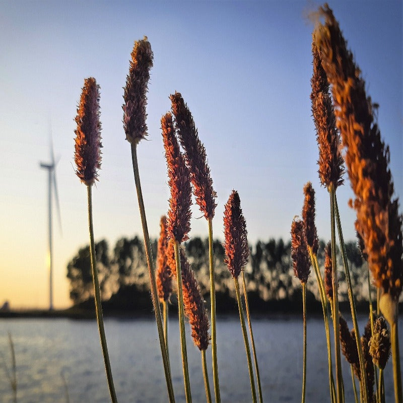 Alopecurus Arundinaceus Moist Grass Hay Seeds