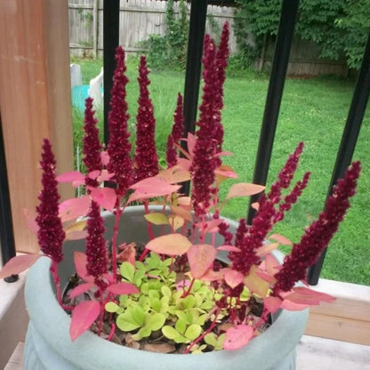 Amaranthus Pygmy Torch Flower Seeds