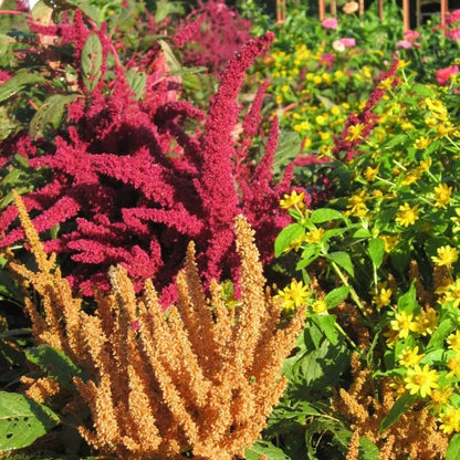 Amaranthus Pygmy Torch Flower Seeds