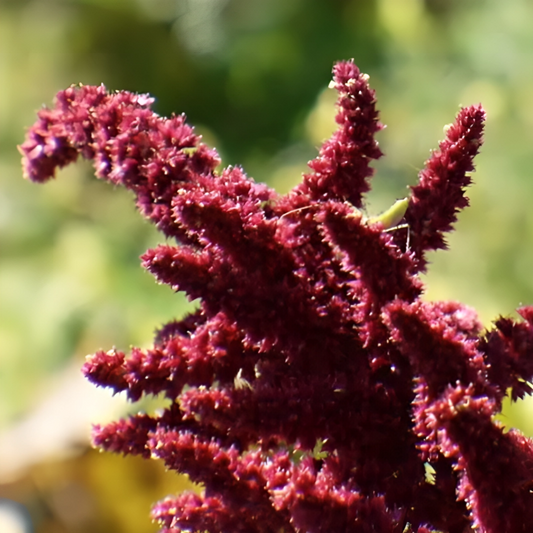 Amaranthus Pygmy Torch Flower Seeds