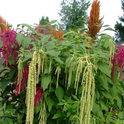 Amaranthus Tails Flower Seed