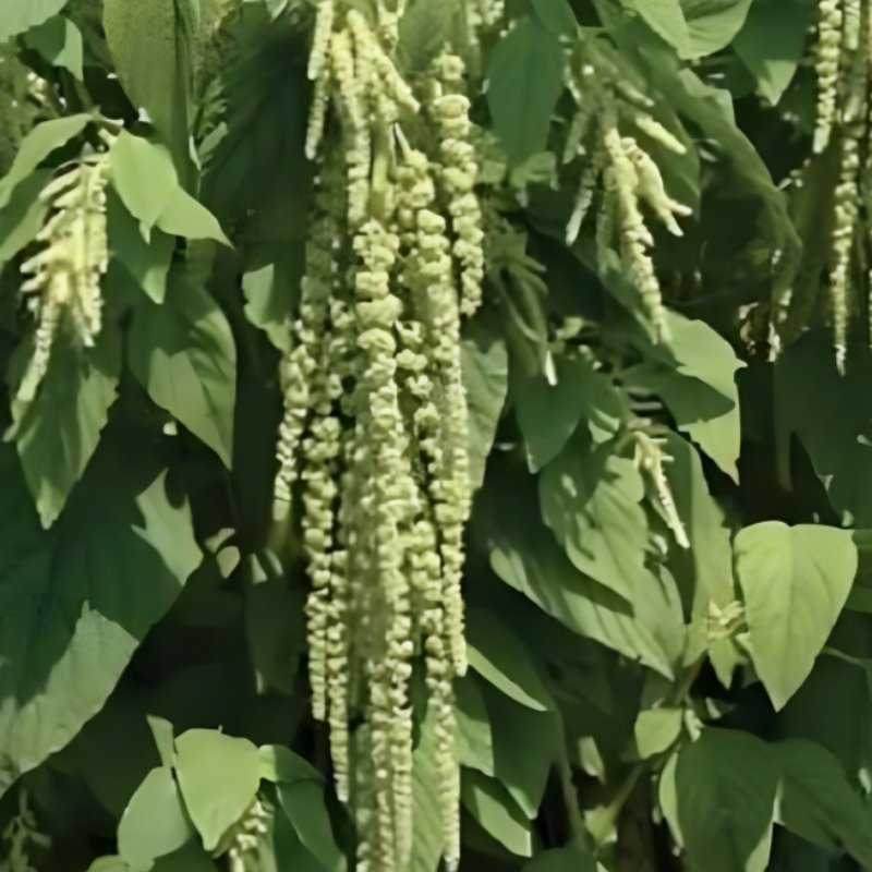 Amaranthus Tails Flower Seed