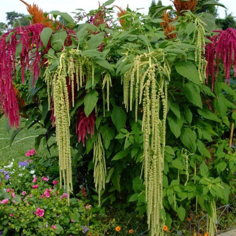 Amaranthus Tails Flower Seed