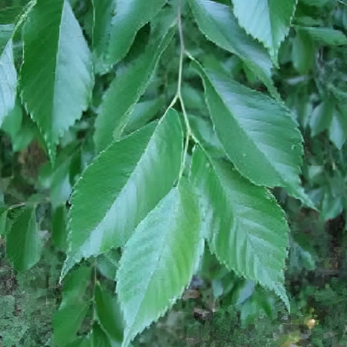 American Elm Tree Seeds — Montana Seed Farmer