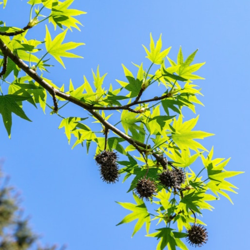 American Sweetgum Tree Seeds