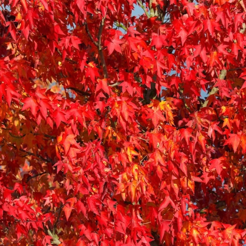 American Sweetgum Tree Seeds